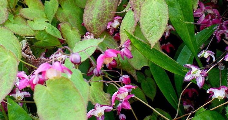 Epimedium — Horny Goat Weed