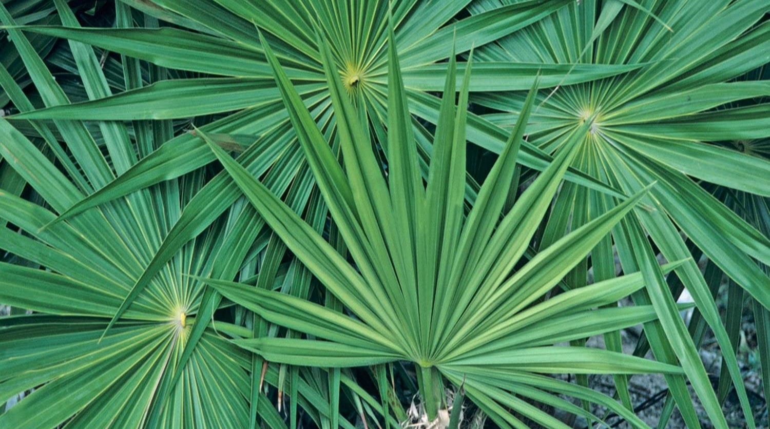 Saw Palmetto berries