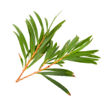 Botanical Extracts