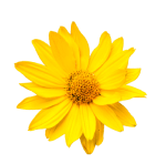 Arnica